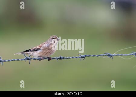 Linnet Carduelis Cannabina streifte graubraune weibliche Vögel, die auf Stacheldraht in starken Winden hoch auf Südniederungen thronen, kopieren Raum mit weichem grünem Hintergrund Stockfoto