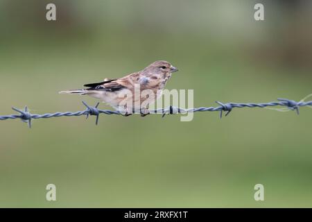 Linnet Carduelis Cannabina streifte graubraune weibliche Vögel, die auf Stacheldraht in starken Winden hoch auf Südniederungen thronen, kopieren Raum mit weichem grünem Hintergrund Stockfoto