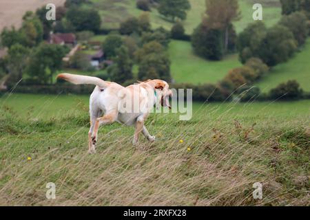 Hund exorcising auf Südniederungen UK blonde Labrador Typ Hund läuft auf grasbewachsenen Banken Zunge aus keuchenden Landschaft Format Kopie Raum Spätsommer UK Stockfoto