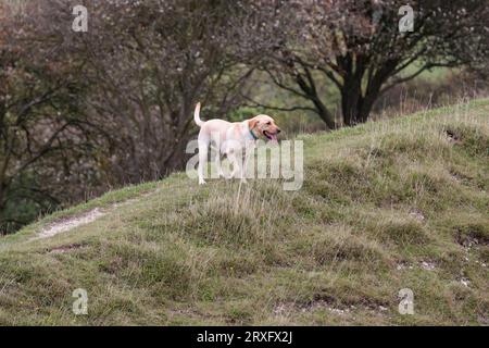 Hund exorcising auf Südniederungen UK blonde Labrador Typ Hund läuft auf grasbewachsenen Banken Zunge aus keuchenden Landschaft Format Kopie Raum Spätsommer UK Stockfoto