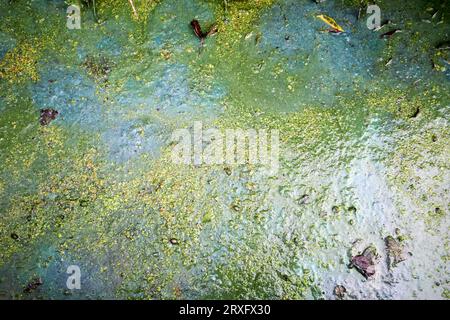 Dickschlamm-Blaualgen-Ausbruch auf Lough Neagh Nordirland Vereinigtes Königreich Stockfoto