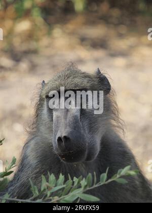 Chacma-Paviane leben in Truppen zum Schutz und zur Beobachtung potenzieller Raubtiere. Sie schlafen nachts in Bäumen und verringern das Risiko von Raubüberfällen. Stockfoto