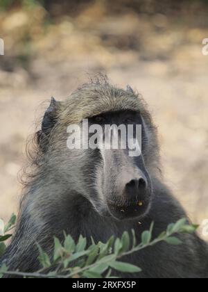 Chacma-Paviane leben in Truppen zum Schutz und zur Beobachtung potenzieller Raubtiere. Sie schlafen nachts in Bäumen und verringern das Risiko von Raubüberfällen. Stockfoto