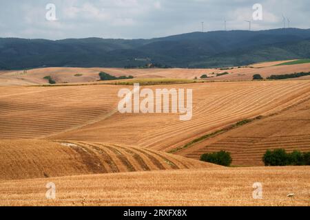 Ländliche Landschaft auf den Hügeln von Orciano Pisano, Provinz Pisa, Toskana, Italien im Sommer Stockfoto