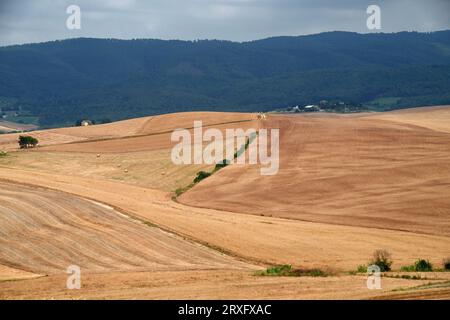 Ländliche Landschaft auf den Hügeln von Orciano Pisano, Provinz Pisa, Toskana, Italien im Sommer Stockfoto