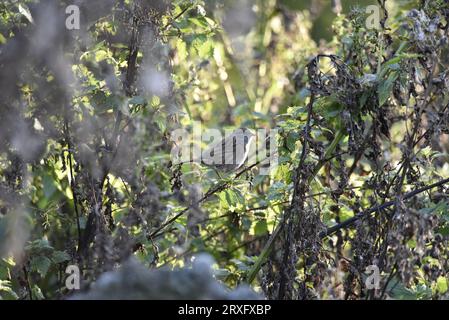Dunnock (Prunella modularis) im rechten Profil auf einer Diagonalen Twig zwischen Zweigen, von hinten natürlich beleuchtet, aufgenommen in Mittelwales, Großbritannien Stockfoto