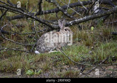 Großes wildes Kaninchen (Oryctolagus cuniculus) sitzt im rechten Profil mit dem Kopf leicht in Richtung Kamera, aufgenommen in Woodland in der Mitte von Wales, Großbritannien Stockfoto