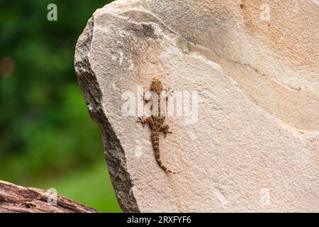 Mediterranean Gecko, Hemidactylus turcicus, im Gary Carter's in Mcleansville, NC. Stockfoto