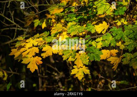 Farbenfroher Herbst, sonniger Herbsttag, bunte Ahornblätter, Acer Stockfoto