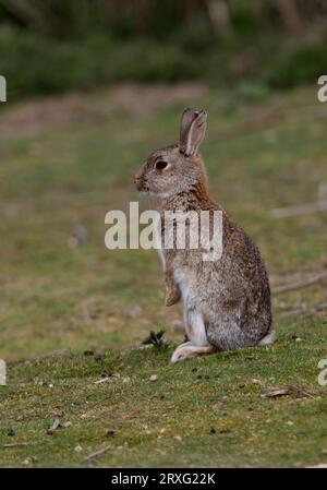 Europäisches Kaninchen (Oryctolagus cuniculus) Junges sitzend auf kurzem Gras Eccles-on-Sea, Norfolk, Vereinigtes Königreich. April Stockfoto