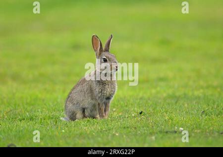Europäisches Kaninchen (Oryctolagus cuniculus) junger Erwachsener auf kurzem Gras sitzend Eccles-on-Sea, Norfolk, UK. Mai Stockfoto