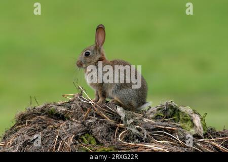 Europäisches Kaninchen (Oryctolagus cuniculus) junger Erwachsener, der auf einem Hügel toter Vegetation sitzt Eccles-on-Sea, Norfolk, Vereinigtes Königreich. Oktober Stockfoto