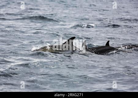 Kurzschnabeldelfine (Delphinus delphis), Gruppe, die im Meer schwimmt, Algarve, Portugal Stockfoto