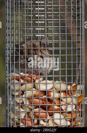 Holzmaus (Apodemus sylvaticus) Erwachsene ernährt sich von Erdnüssen im Vogelfuttermittel Eccles-on-Sea, Norfolk, UK. März Stockfoto