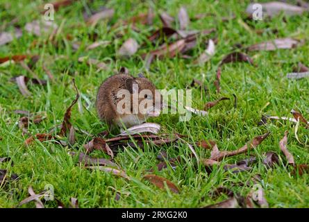 Holzmaus (Apodemus sylvaticus) Erwachsener, der auf dem Rasen isst Eccles-on-Sea, Norfolk, Großbritannien. Dezember Stockfoto