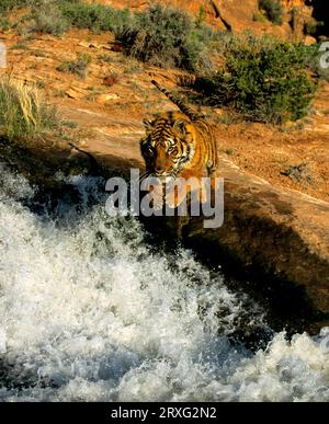 Bengalischer Tiger (Panthera tigris tigris) am Strand mit Royal Bengal Tiger Stockfoto