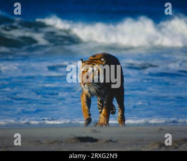 Bengalischer Tiger (Panthera tigris tigris) am Strand mit Royal Bengal Tiger Stockfoto