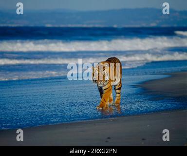 Bengalischer Tiger (Panthera tigris tigris) am Strand mit Royal Bengal Tiger Stockfoto