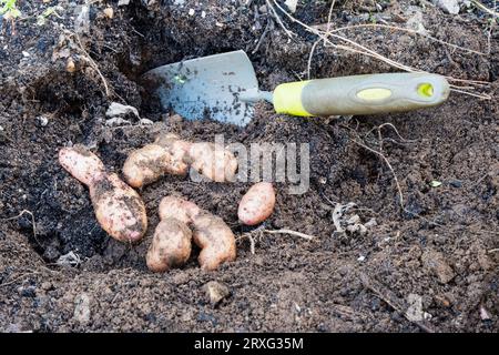 Frisch gegrabene Apfelkartoffeln aus rosa Tannen. Stockfoto