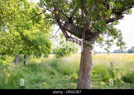 Eulchen (Athene noctua), Nestkästen auf Obstbäumen in Wiesenobstwiesen, Duelmen, Nordrhein-Westfalen, Deutschland Stockfoto