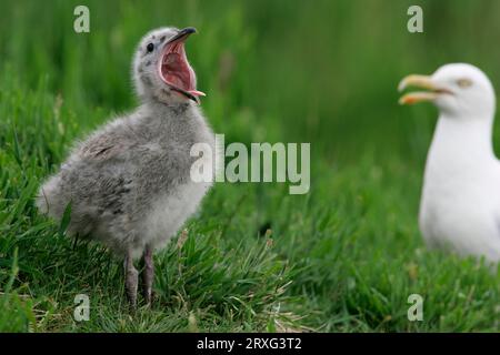 Europäische Heringsmöwe (Larus argentatus) mit Küken, Deutschland Stockfoto