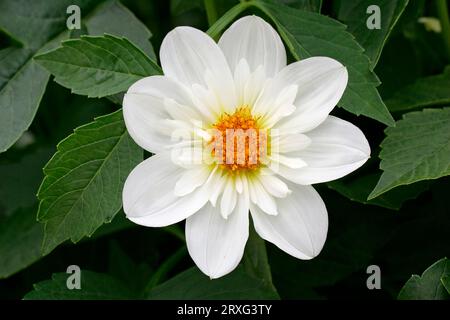 Dahlia (Dahlia) „Alpen Cherub“ Stockfoto