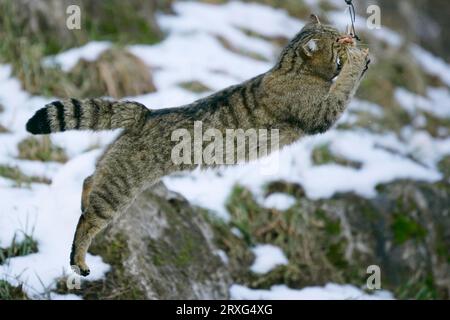 Wildkatze, gewöhnliche Wildkatze (Felis silvestris) Stockfoto