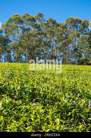 Teeplantage mit Bäumen, Munnar, Kerala, Indien Stockfoto