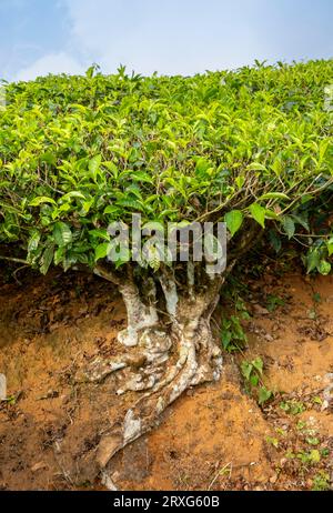 Teesträucher, Munnar, Kerala, Indien Stockfoto