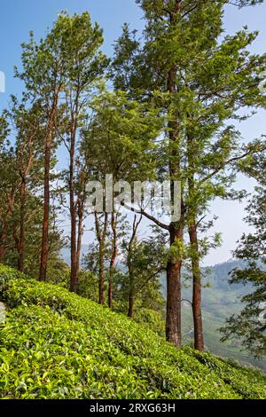 Teeplantage mit Bäumen, Munnar, Kerala, Indien Stockfoto