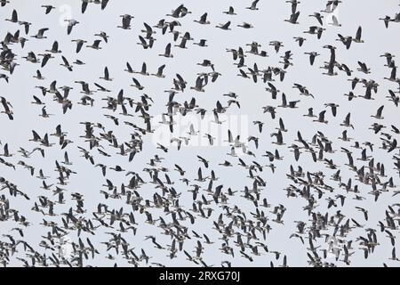 Weissstirngans (Anser albifrons) und Weissstirngans (Branta leucopsis) oder Weissstirngans in einer gemischten Truppe über den Weideflächen in Stockfoto