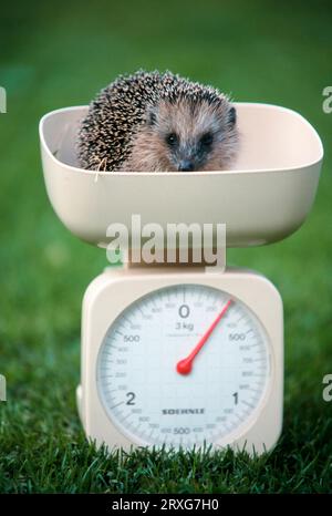 Junger Europäischer Igel (Erinaceus europaeus) im Maßstab, Deutschland Stockfoto