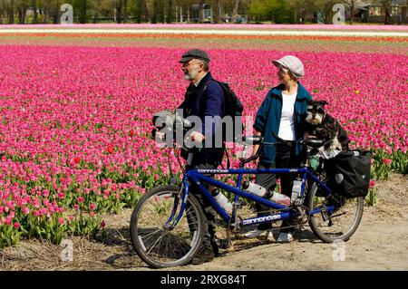 Ehepaar mit Tandem und Miniatur Schnauzer, schwarz-silber, im Tulpenfeld, Alkmaar, Niederlande, Ehepaar mit Tandem und Miniatur Schnauzer Stockfoto