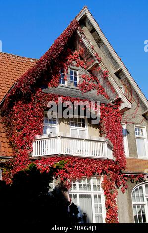 Housefront mit Boston Ivy (Parthenocissus tricuspidata), Weener, Niedersachsen, Deutschland, japanischer Creeper Stockfoto