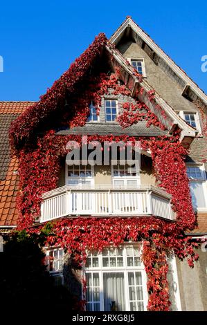 Housefront mit Boston Ivy (Parthenocissus tricuspidata), Weener, Niedersachsen, Deutschland, japanischer Creeper Stockfoto