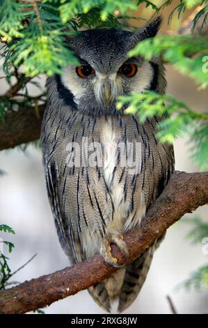 Northern White Faced Owl (Otus leucotis), White Faced Scops Owl, White Faced Scops Owl, White Faced Owl Stockfoto