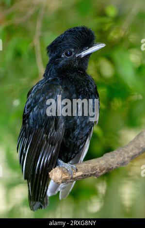 Langwattled Umbrellabird (Cephalopterus penduliger) Stockfoto