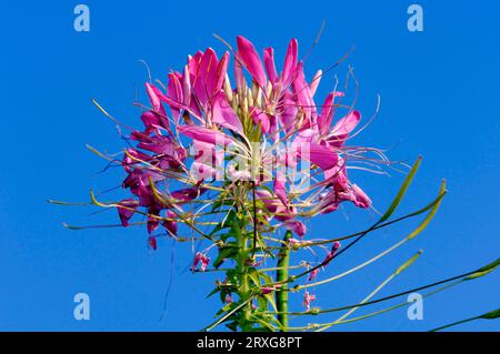 Spinne Blume (Cleome Spinosa) Stockfoto