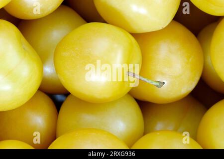 Pflaumen (Prunus domestica var. Syriaka) Stockfoto