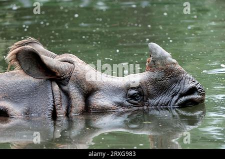 Indisches Nashorn (Rhinocerons unicornis), gepanzertes Nashorn, seitlich Stockfoto