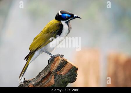 Blauer Honigfresser (Entomyzon cyanotis) Stockfoto