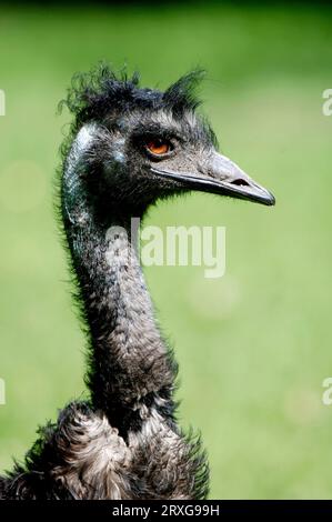 Emu (Dromaius Novaehollandiae) Stockfoto