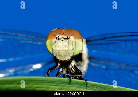 Vagrantes Sympetrum, weiblich, vagranter Darter (Sympetrum vulgatum), Deutschland Stockfoto