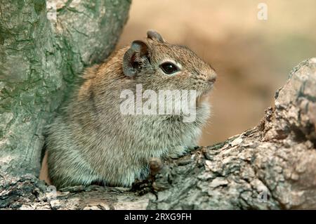 Munster-Meerschweinchen (Galea monasteriensis) Stockfoto