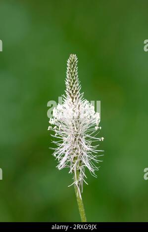 Mittelplansch (Plantago Media), Nationalpark Berchtesgaden, Bayern, Deutschland Stockfoto