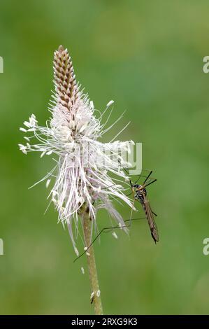 Cranefly on Middle Plantain (Plantago Media), Nationalpark Berchtesgaden, Bayern, Deutschland (Tipula) Stockfoto