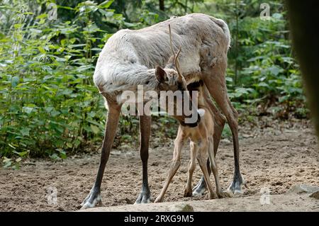 Wildwaldreentier (Rangifer tarandus fennicus), säugende Jungfrauen Stockfoto