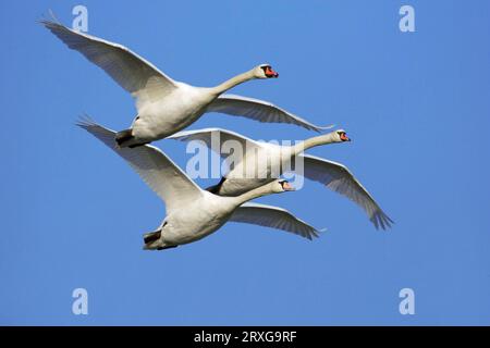 Stumme Schwäne, Niederer Großkamm (Podiceps cristatus), Stumme Schwäne, Niedersachsen, Stumme Schwan, lösbar, Deutschland Stockfoto