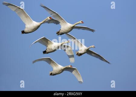 Grebe (Podiceps cristatus), Niedersachsen, Mute Swan, lösbar, Deutschland Stockfoto