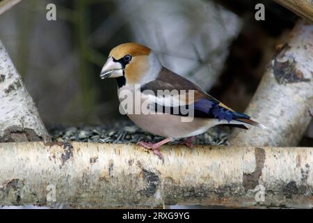 Hawfinch (Coccothraustes coccothraustes), männlich an Futterstation, Niedersachsen, Hawfinch männlich, am Vogelhaus, Niedersachsen, Finken, Finken, Vogel Stockfoto